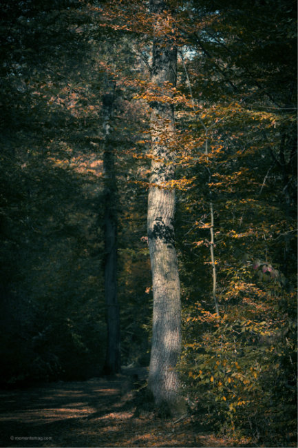 Ivan Shishkin and the poetic side of trees or what if Shishkin was a photographer?