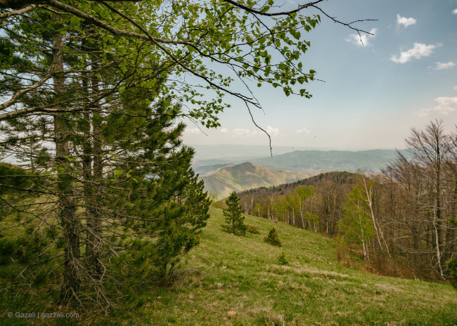 Ivan Shishkin and the poetic side of trees or what if Shishkin was a photographer?