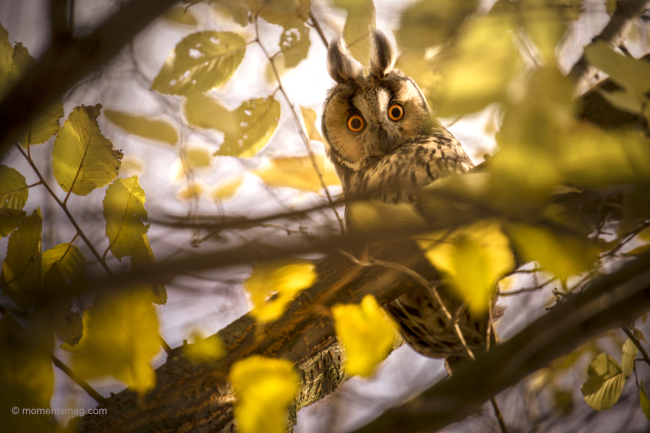 What if Morgan Freeman was a photographer?