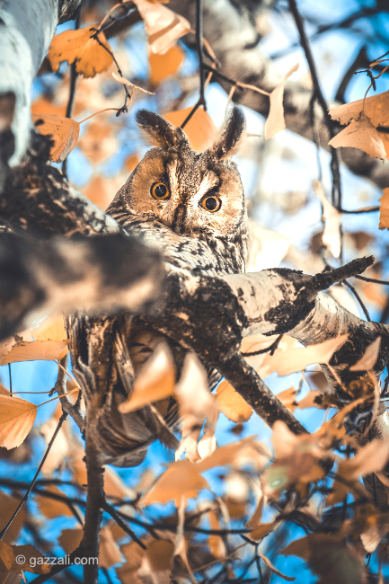 What if Morgan Freeman was a photographer?