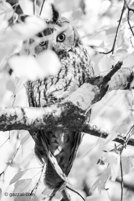 What if Morgan Freeman was a photographer?